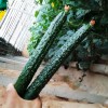 Nygardenia 60pcs Asian Suyo Long Cucumber Seeds - Heirloom, Non-GMO,