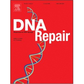 The role of DNA damage response proteins at telomeres-an ''integrative'' model [An article from: DNA Repair]
