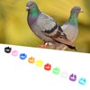 200PCS Pigeons Leg Rings Lightweight Compact Foot Bands Colorful Chicken