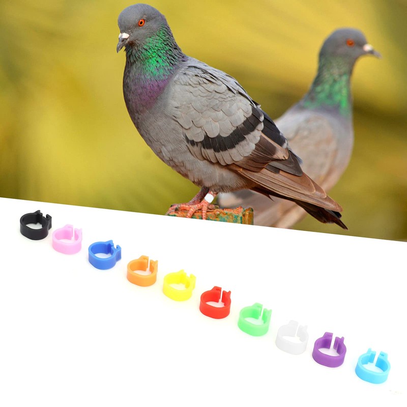 200PCS Pigeons Leg Rings Lightweight Compact Foot Bands Colorful Chicken
