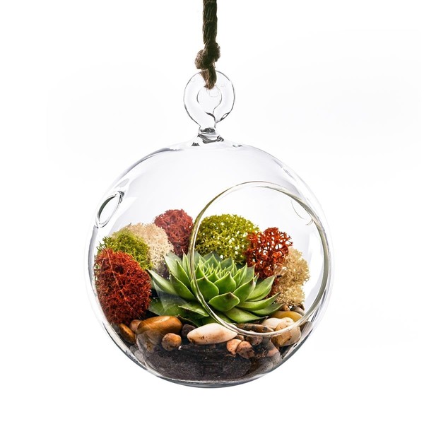 Hanging Glass Plant Terrarium, Candle Holder. H-4.5" D-4" - Pack