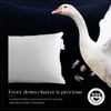 Acnalboma Luxury Goose Down Pillow Queen, Hotel Quality Bed Pillows