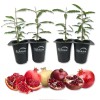 Wekiva Foliage Pomegranate Variety Pack - 4 Live Starter Plants
