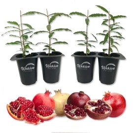 Wekiva Foliage Pomegranate Variety Pack - 4 Live Starter Plants - Grower's Choice - Edible...
