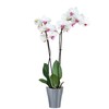Garten lux Orchid Pots Anthracite Set of 4 2 L