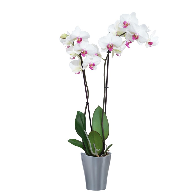Garten lux Orchid Pots Anthracite Set of 4 2 L