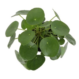Costa Farms Chinese Money Pilea Peperomioides, Sharing Indoor Plant, 14-Inches Tall, White