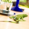 Toob Green Iguana Baby, Multi