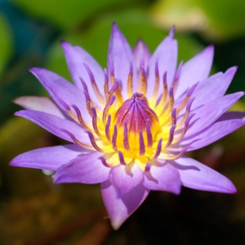 4 Pack Live Hardy Water Lilies Pre-Grown Tuber Rhizome Orange,