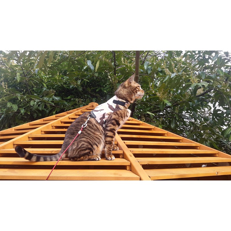 Mynwood Cat Jacket/Harness Desert Storm Combat Kitten up to 8month