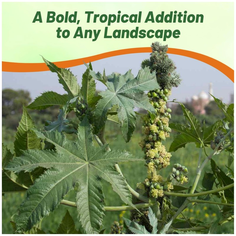 Outsidepride Zanzibariensis Castor Bean Seeds - 100 Pcs Annual Quick-Growing