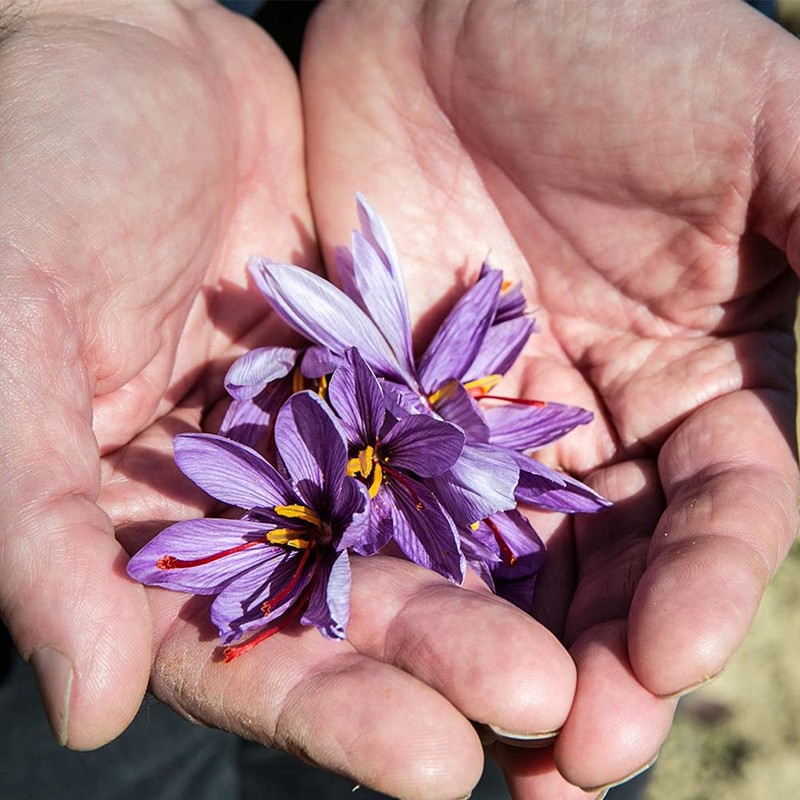 Golden Saffron, Premium Spanish Saffron Threads, Pure Red Spanish Saffron