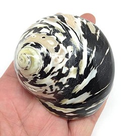 PEPPERLONELY 1 PC Black Polished Magpie Turbo Sea Shell, Hermit Crab Sea Shells, 2-1/2 Inch