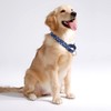 haoyueer Martingale Dog Collar Durable Nylon Adjustable Walking Training Collar