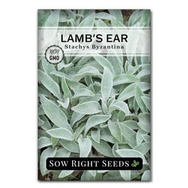 Sow Right Seeds Sow Right Seeds - Lambs Ear Seeds for Planting - Non-GMO Heirloom Packet with Instructions to Grow an Outdoor Flower Garden - Wooly Silver Leaves, Perennial Foliage - Stachys for Rock Gardens (1)
