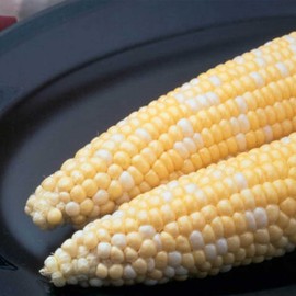 Ambrosia Hybrid Corn Garden Seeds (Treated) - 1 Lb ~2,080 Seeds - Non-GMO, Bi-Color SE Vegetable Gardening Seeds - Yellow & White