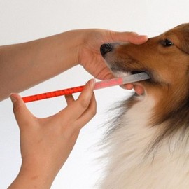 Aifang Oral Medication Aid 1 BOX (5 Packs) / Nutritional Supplement Dispenser / Puppy Nutritional Supplement Dispenser / Dog Nutritional Supplement Dispenser / Pet Dog Nutritional Supplement Dispenser / 아이팡 경구 투약 보조기 1BOX 5개입/영양제투약기/강아지영양제투약기/애견영양제투약기/반려