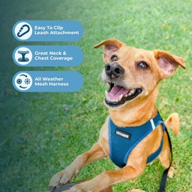 Voyager Step-in Air Dog Harness - All Weather Mesh, Reflective, No Pull Harness for Small, Medium Dogs, Cats - Secure with Hook & Loop Fastener, Buckle, Double D-Rings - Turquoise, S