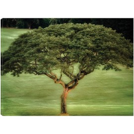 Fine Art Canvas Single Tree Canvas Wall Decor by Artist Dennis Frates for Living Room, Bedroom, Bathroom, Kitchen, Office, Bar, Dining & Guest Room - Ready to Hang - 32 in x 24 in