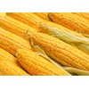 Food to Live Organic Old Fashioned Cornmeal Coarse, 4 Pounds