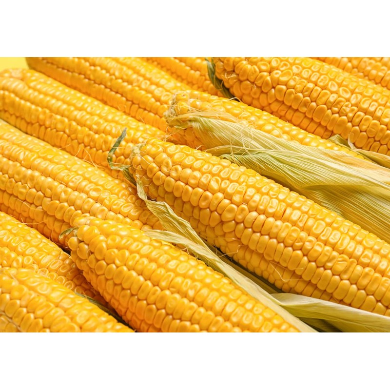 Food to Live Organic Old Fashioned Cornmeal Coarse, 4 Pounds