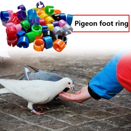 DHER Poultry Foot Rings Pigeons Foot Rings Chicken Leg Rings 100 Pieces 8 mm No Word Bayonet Detection Pigeon Ring 10 Colours Pigeon Foot Ring Small Poultry Foot Ring Marker Bird