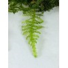 Willow Moss Christmas Moss Live Aquarium Plant Aquatic Moss 15/25/35