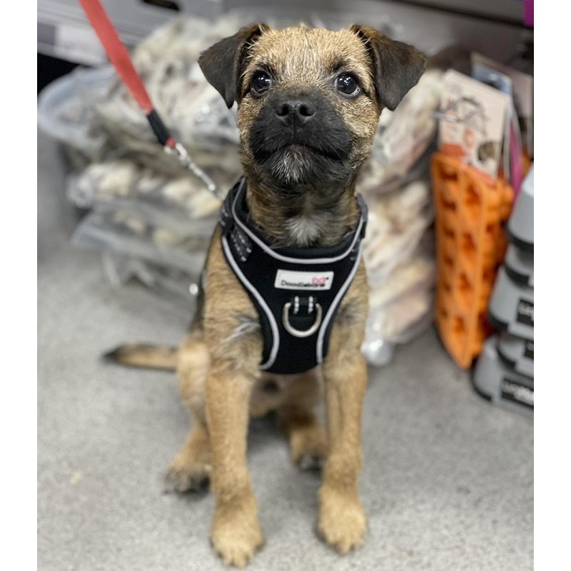 Adjustable Airmesh, Coal, 2-3