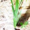 Planterest – Cyperus helferi Tall Bundle Stems Live Aquarium Plant
