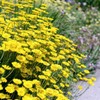 Outsidepride Marguerite Daisy Yellow - 5000 Seeds