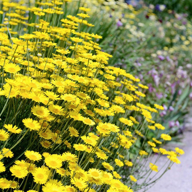 Outsidepride Marguerite Daisy Yellow - 5000 Seeds