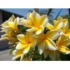 Frangipani Plumeria Cutting Approx.10 Inches Long #C1 Kanoa Hawaii