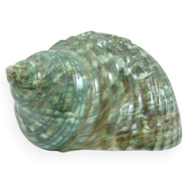 Large Turbo Shell, 3" inch Seashell, Seashells for Decorating, Shells for Crafts, Coastal Home Decor Accent and Vase Filler, Beachy Décor, Nautical Decorations for Home.