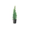 Italian Cypress Tree | 2 Extra Large 3 Gallon Trees
