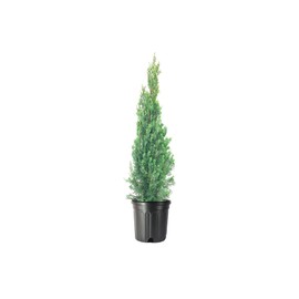 Italian Cypress Tree | 2 Extra Large 3 Gallon Trees | Cupressus Sempervirens | Formal Elegant Mediterranean Style Plants