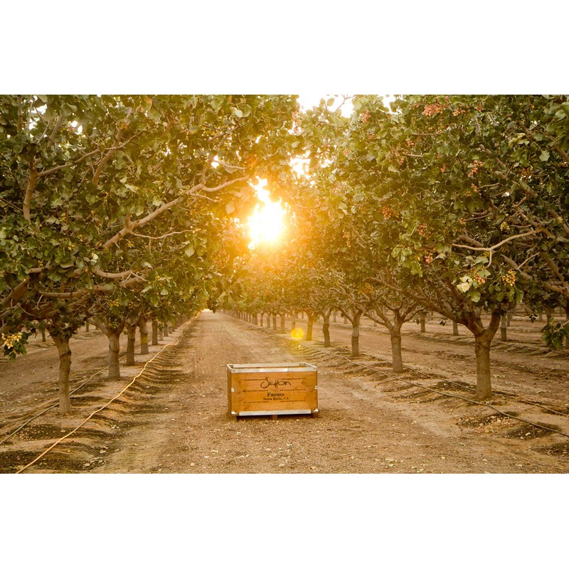 Dried Soybeans (Soynuts) Roasted Unsalted, 14 Oz., Kosher