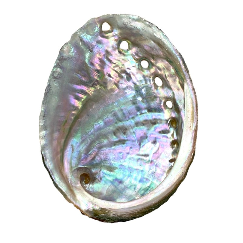 NESSASTORES 20 Abalone Shells 2.5-3.5 Inches | Natural Abalone Shell