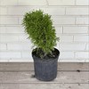 Little Green Arborvitae, 1-Gallon Size - Dwarf Evergreen Shrub 'Thuja