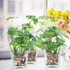 Pulovin 5 Pound Decorative Rocks for Planters, 1"- 1 1/2",