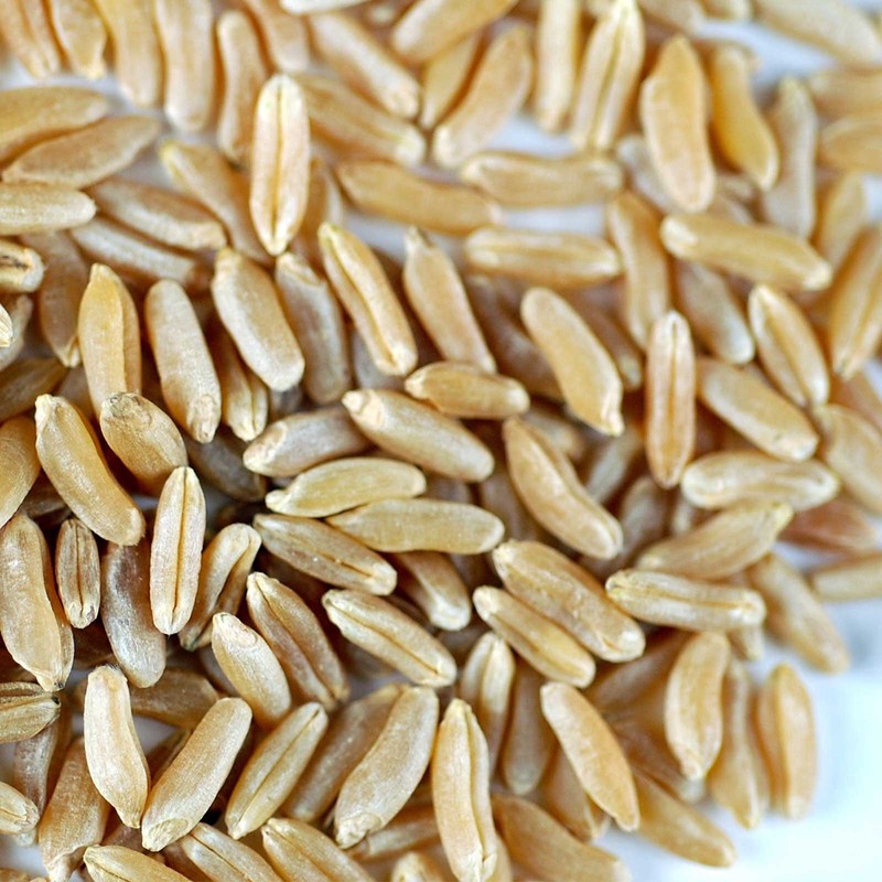 Organic Kamut Seed- 5 Lb- Kamut Grain Seeds- For Growing