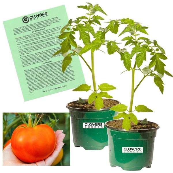 Clovers Garden Wisconsin 55 Tomato Plant– Two (2) Live Plants