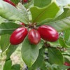 Palm Beach Medicinal Herbs - Miracle Fruit (Synsepalum dulcificum) -