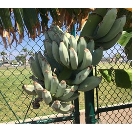 Ice Cream Banana Plant - Live Banana Tree"Ice Cream" Rare Banana Plant