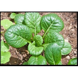 BmoreSpicy.com Tatsoi 200 - 4000 Seeds Green Asian Mustard Thick Tender High Vitamin! Spinach - 1000 seeds