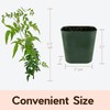 My Shelfie - Mini Pink Jasmine Plant Vine, Jasmine Plant