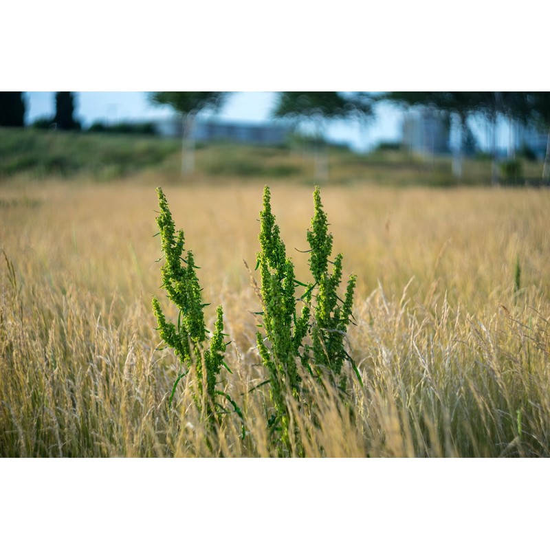 Lowhill Valley Curly Dock Root - Rumex crispus Herbal Tea