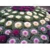 RAISE ME UP: Seeds Flowering Kale Mix Large Leaf Decorative