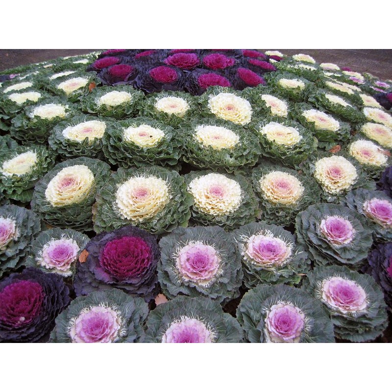 RAISE ME UP: Seeds Flowering Kale Mix Large Leaf Decorative