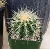 Golden Barrel Cactus (Echinocactus grusonii) - Large - Live Plant
