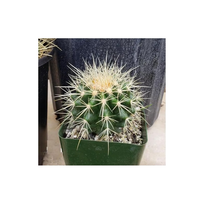 Golden Barrel Cactus (Echinocactus grusonii) - Large - Live Plant